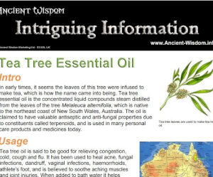 Tea Tree Essential Oil Info